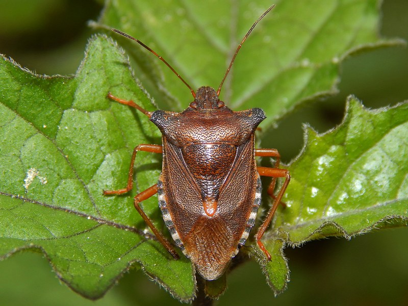 Pentatomidae: Pentatoma rufipes della Lombardia